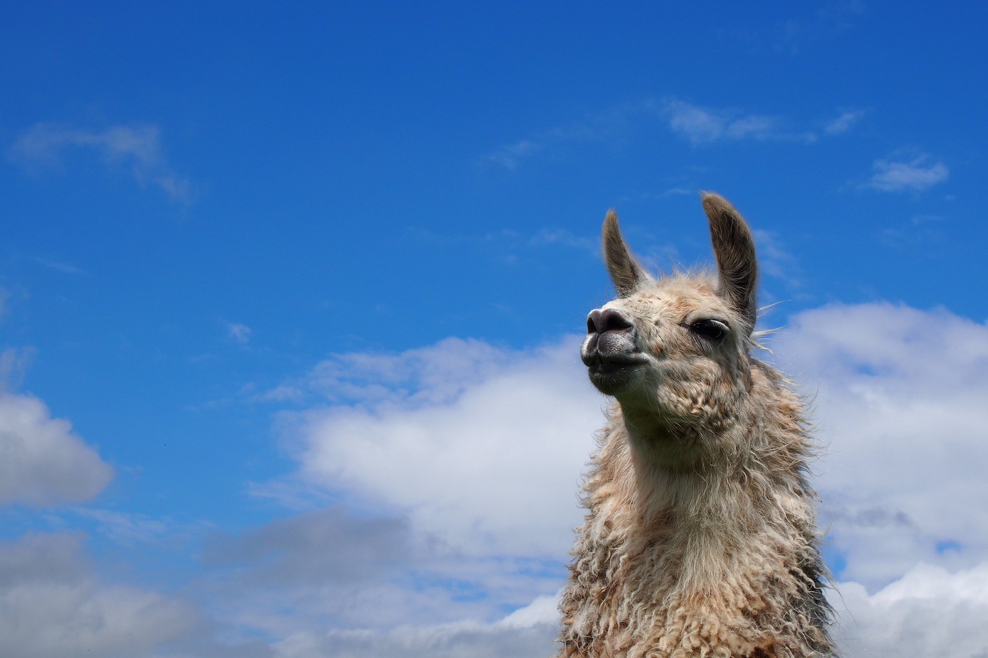 Lama