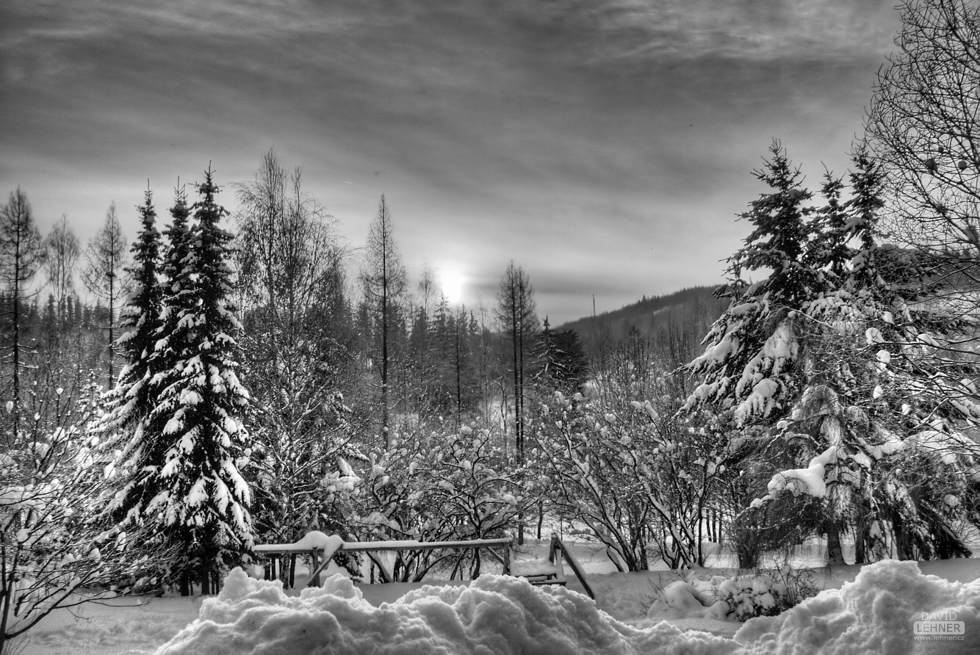 Snowy forrest