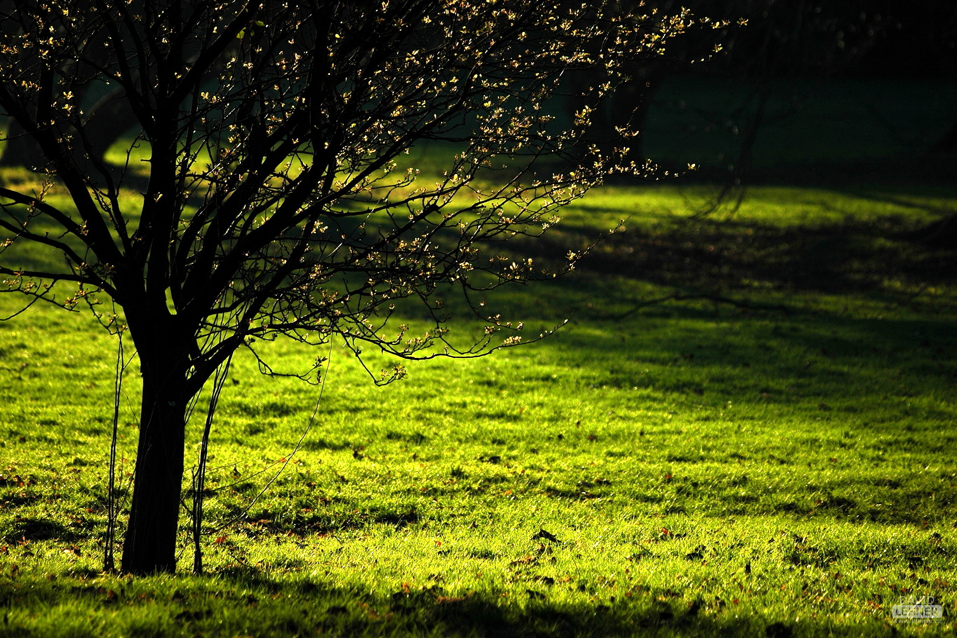 Tree in Cardif Bute Park