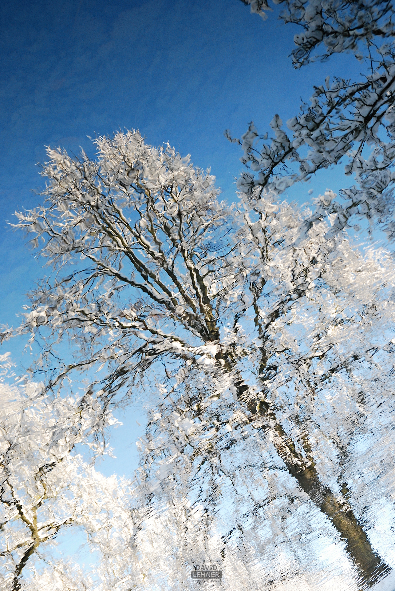 Reflection of tree in river at winter
