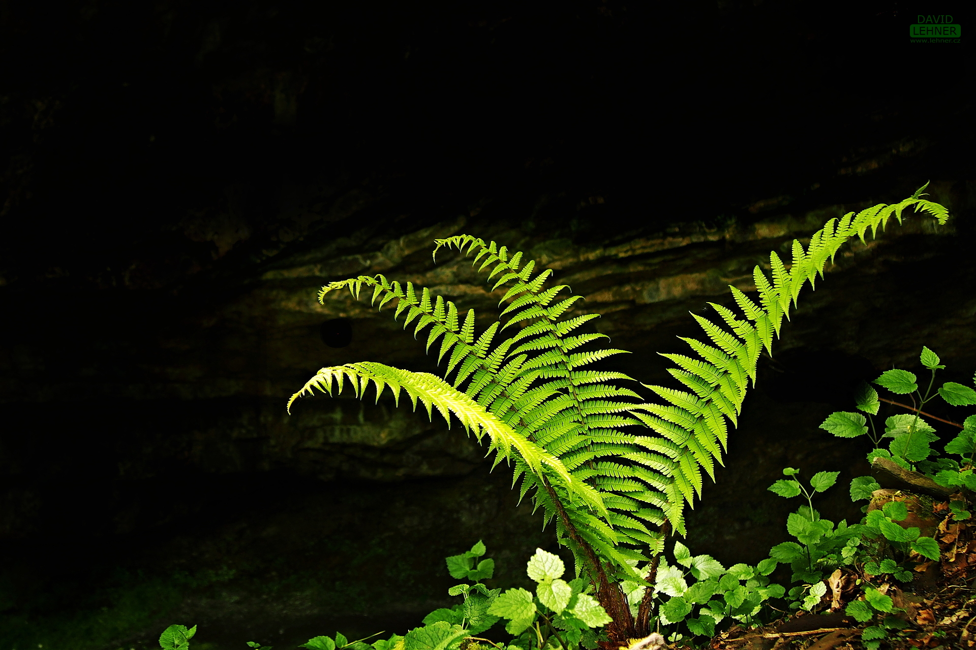 Fern