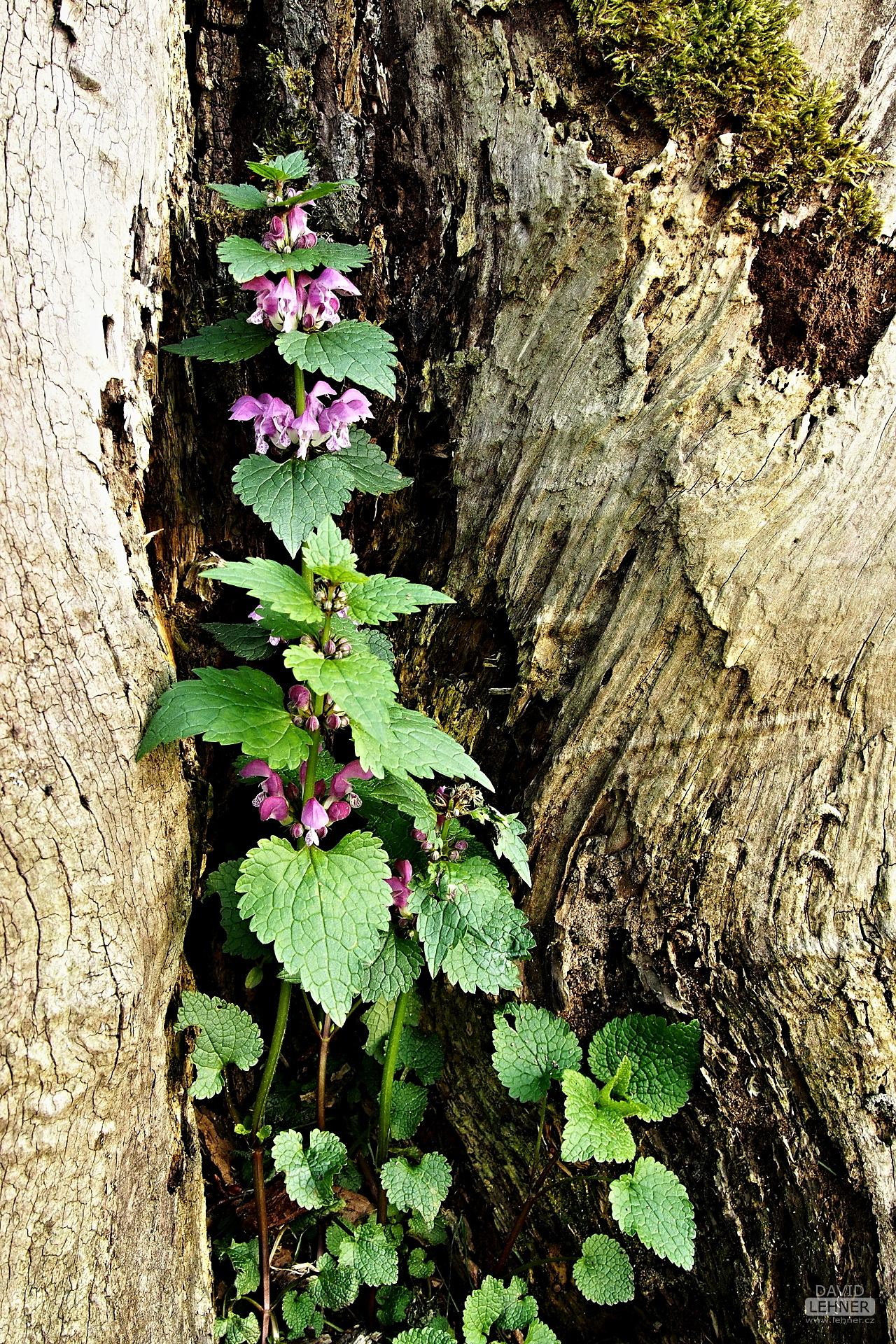 Tree stump and nettle