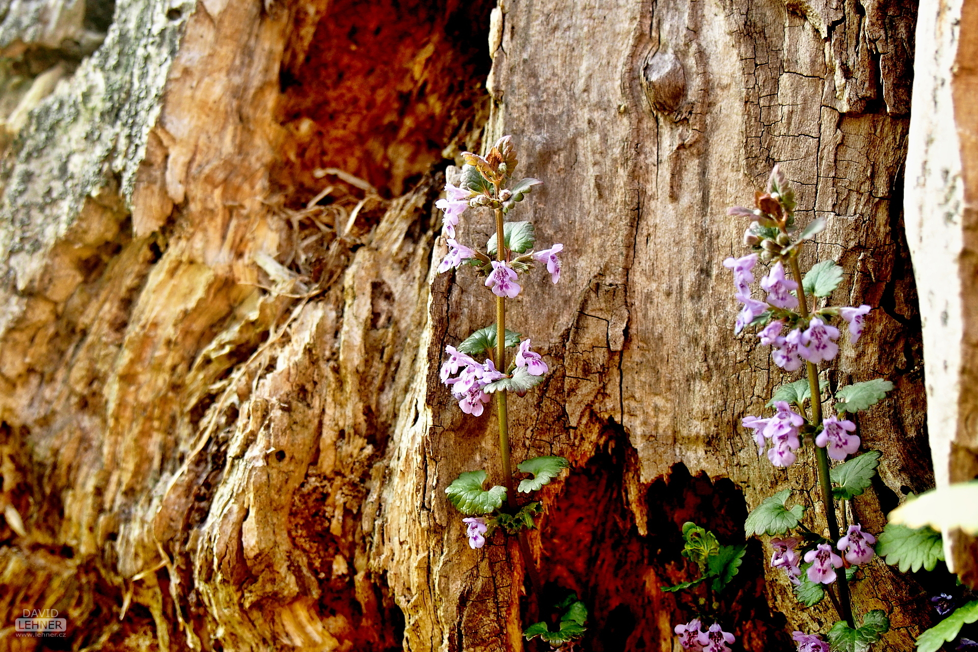 Tree stump and nettle