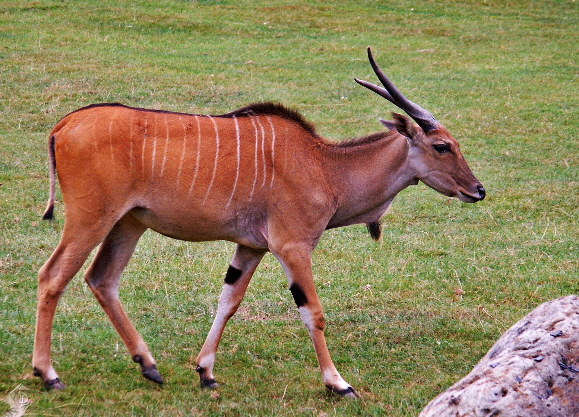 Antelope