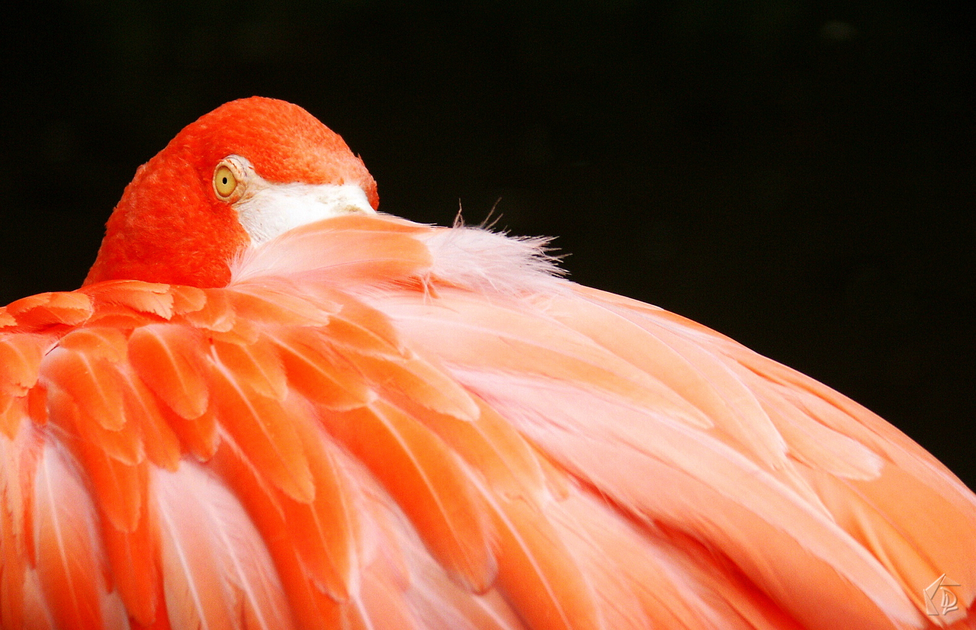 Flamingo