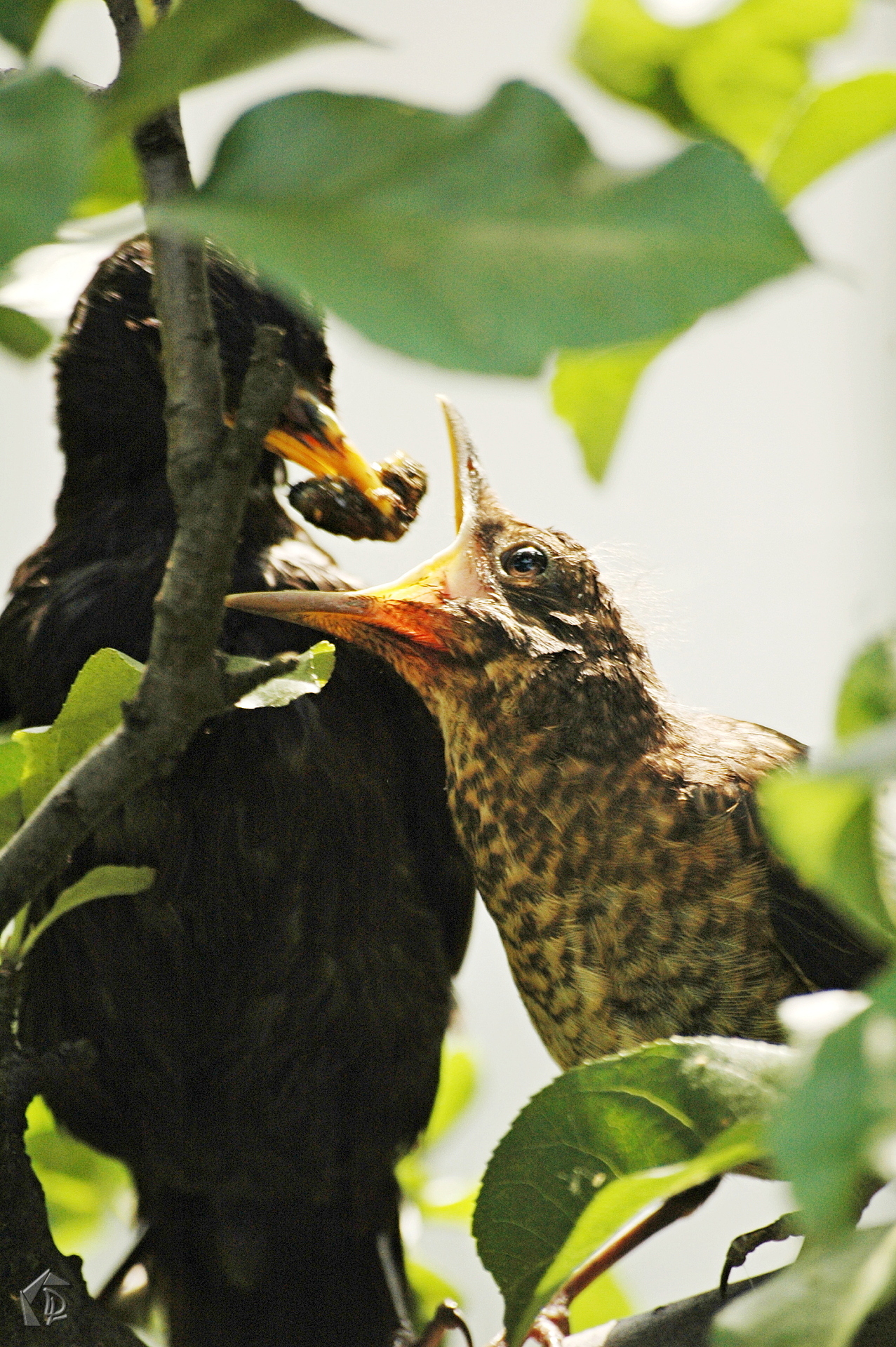 BlackBird