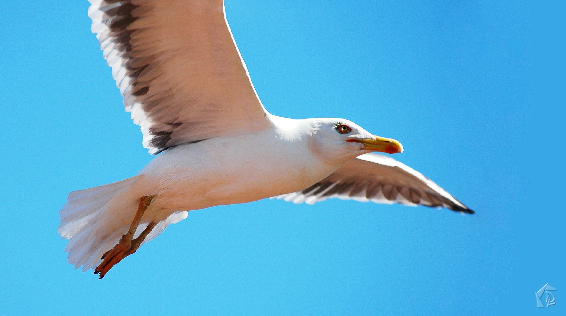 Seagull