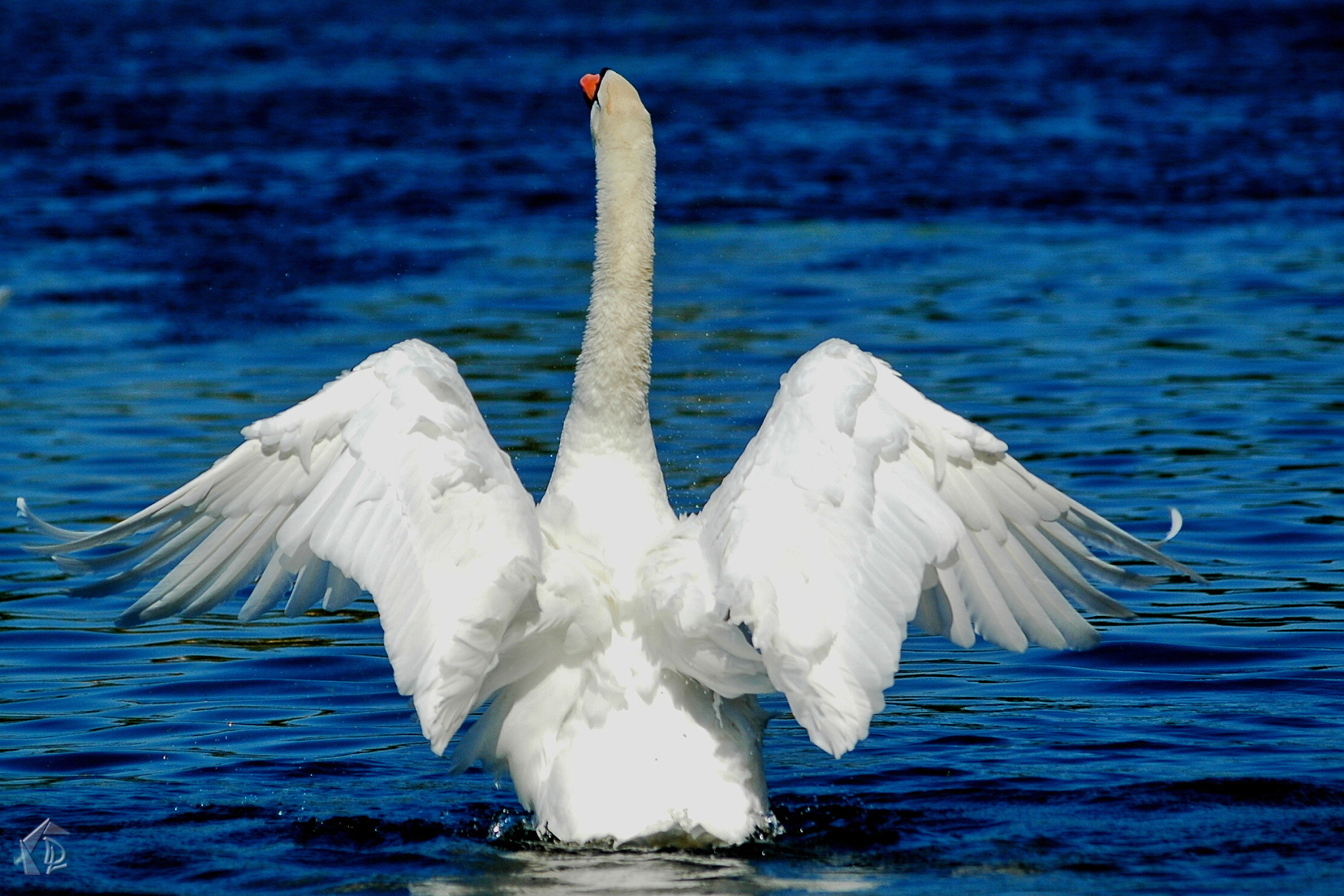Swan