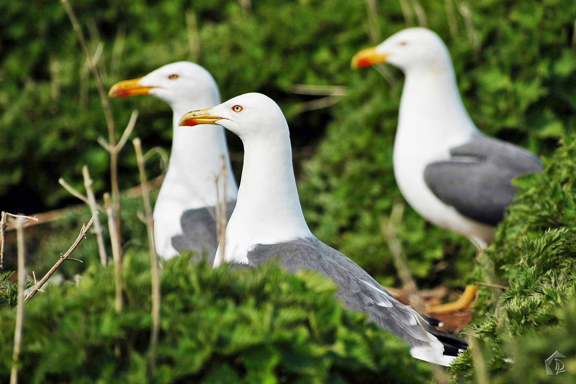 Seagull