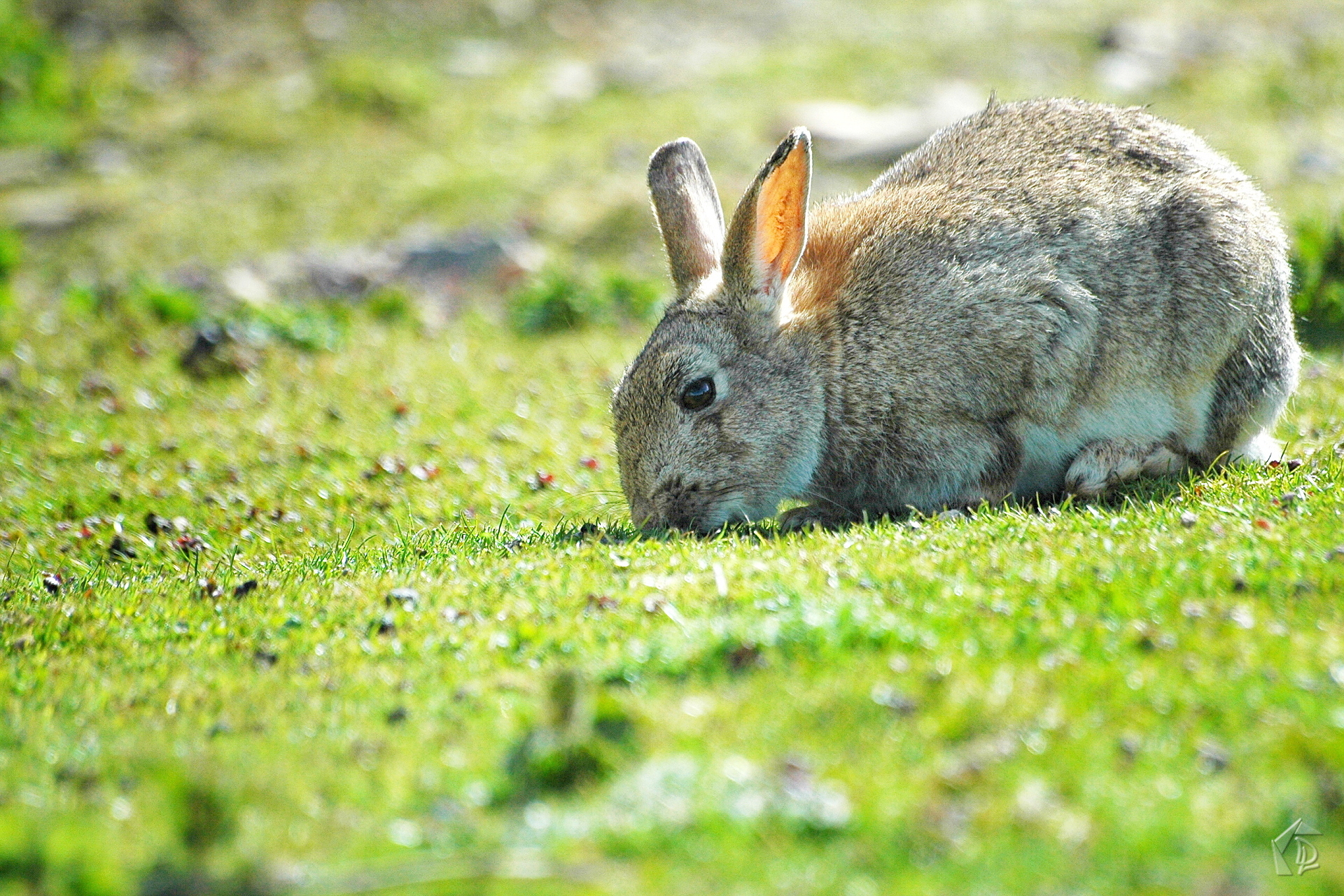 Rabbit