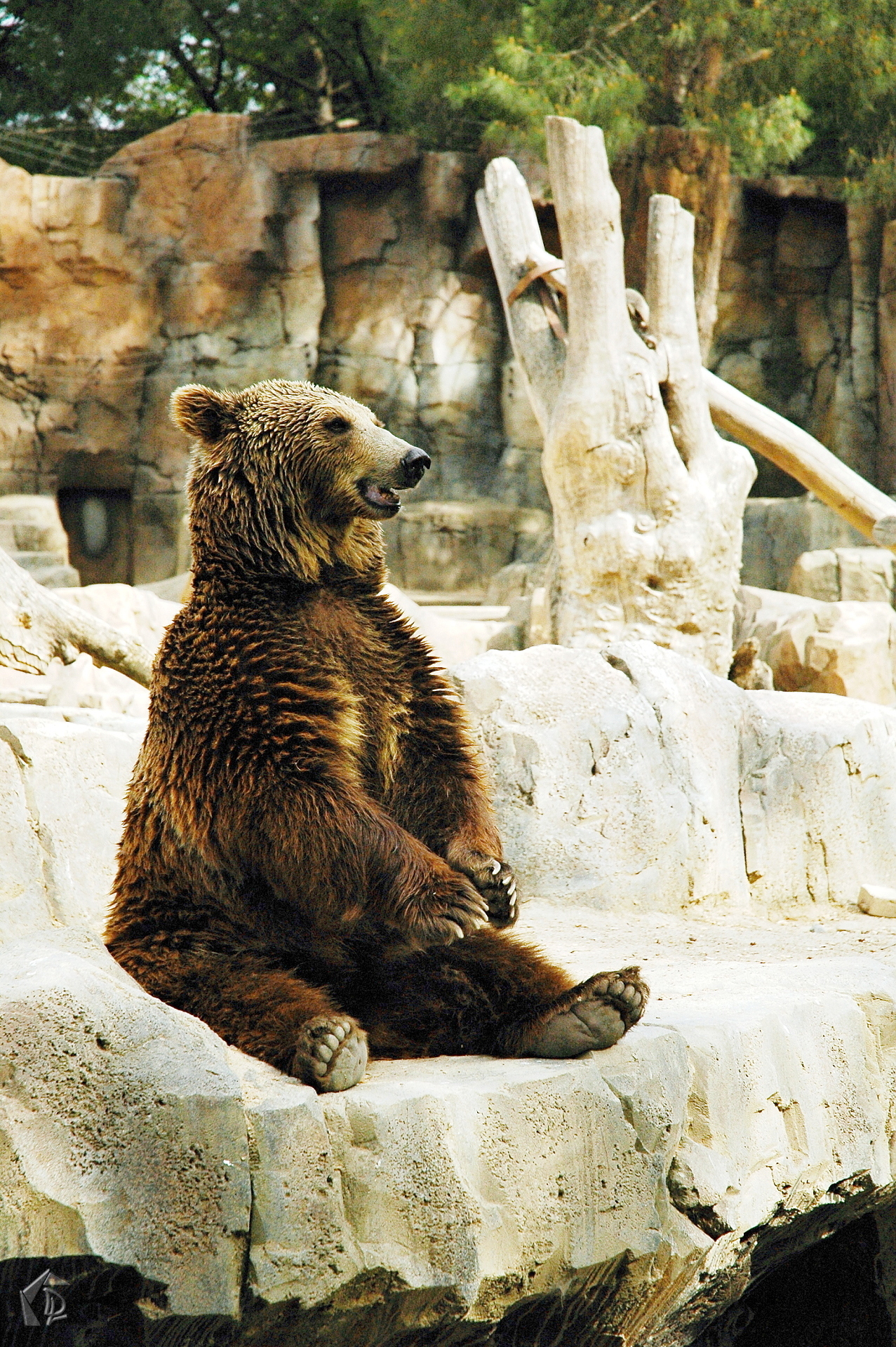 Bear