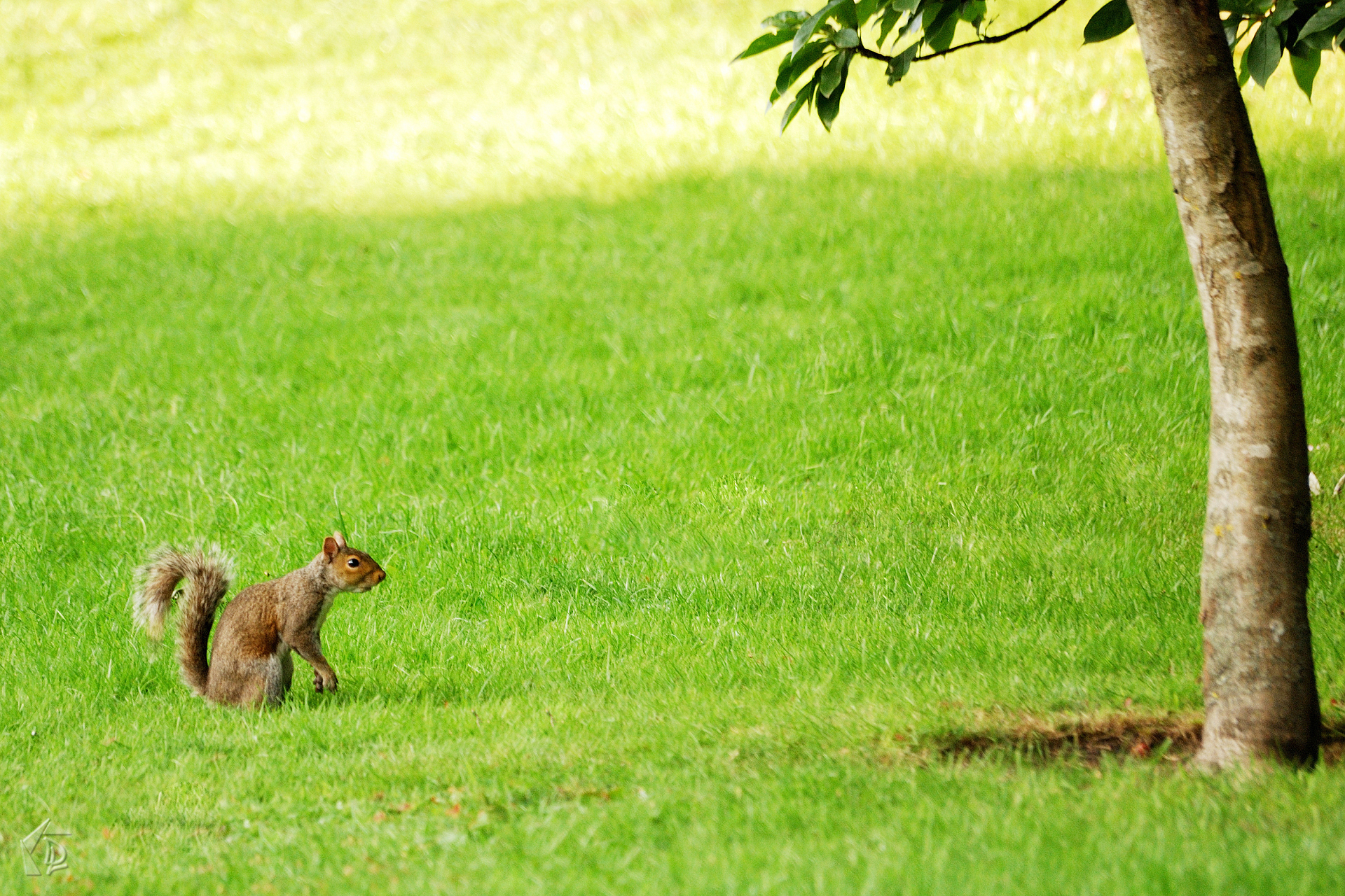squirrel