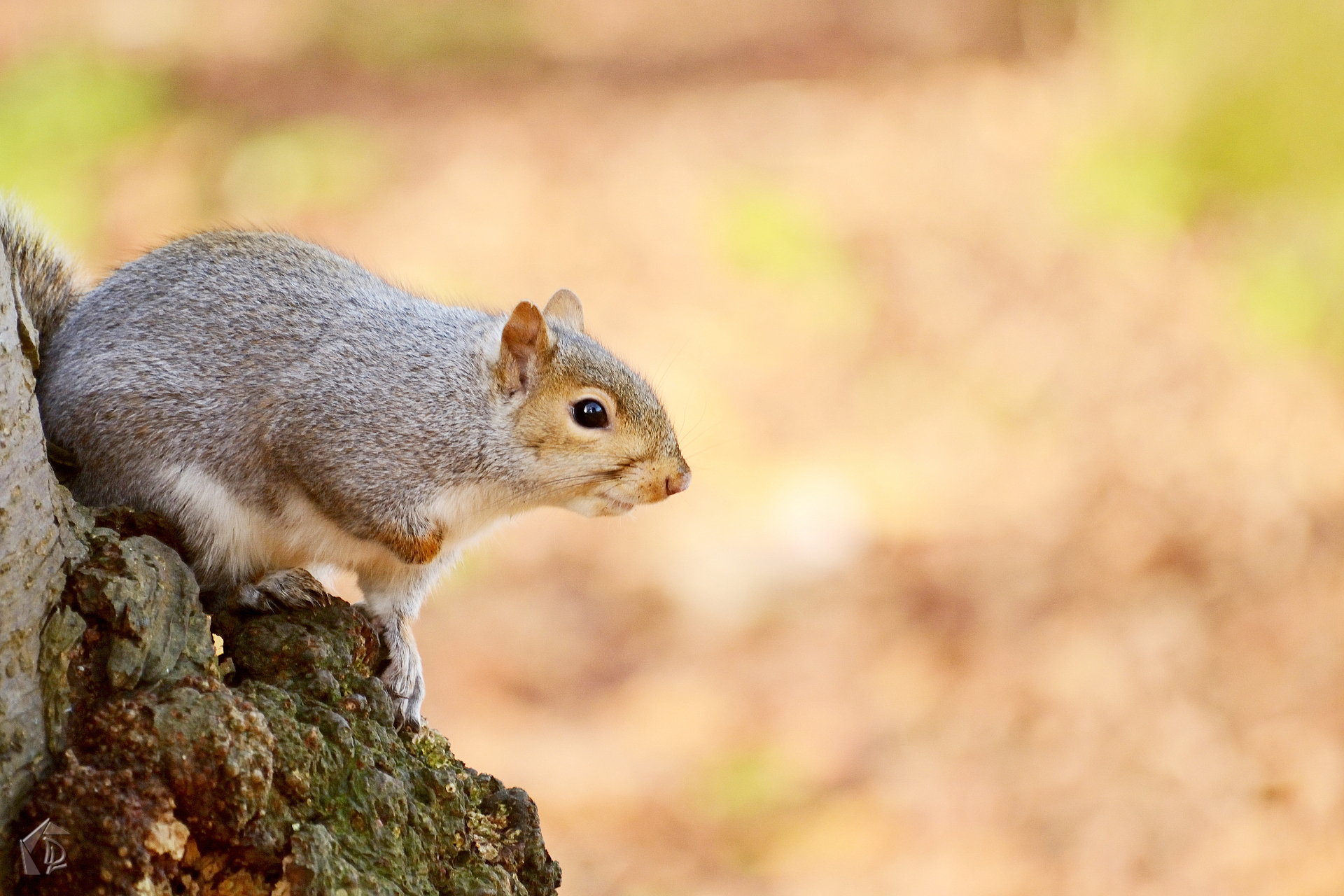 squirrel