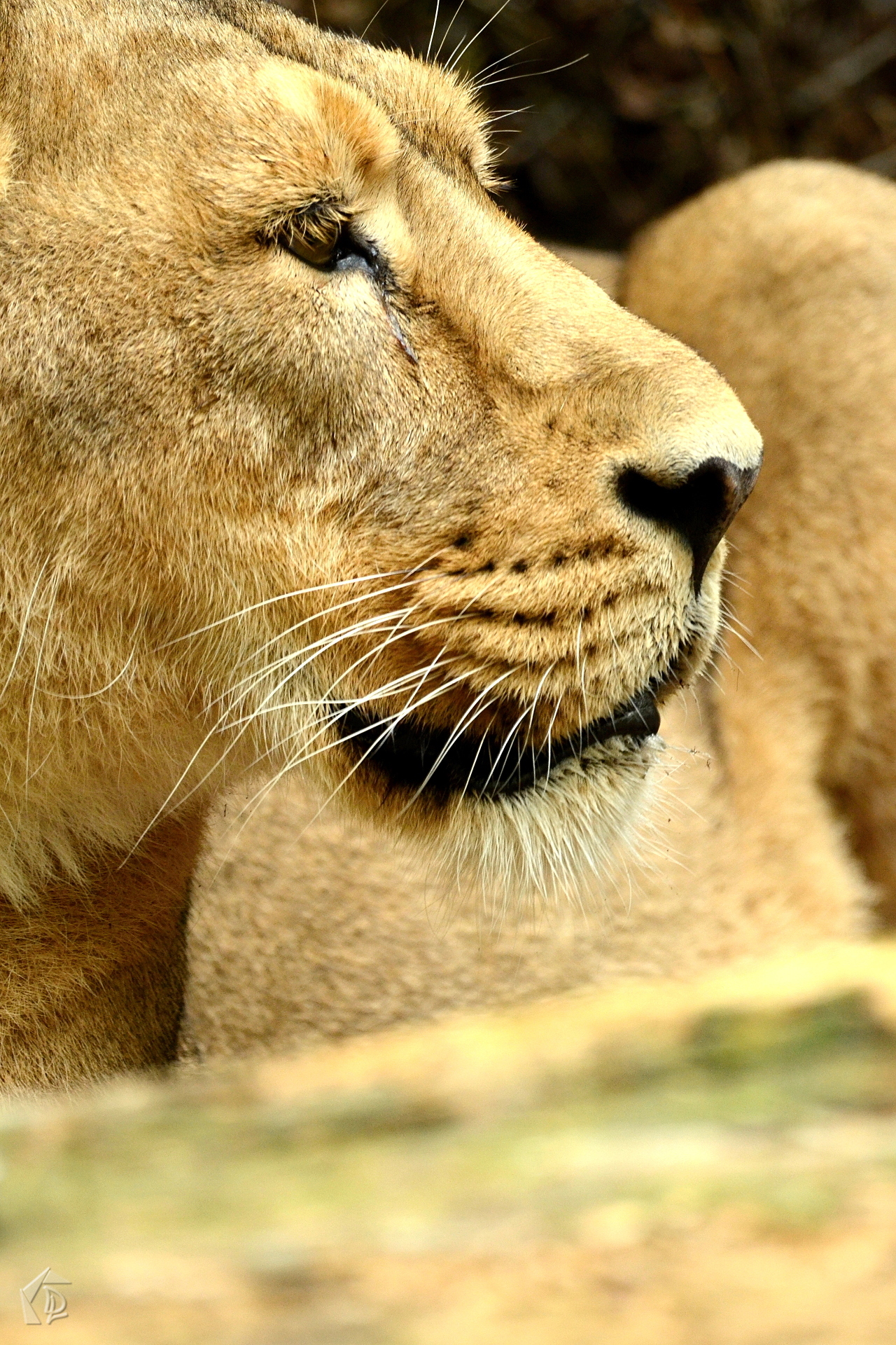 Lioness