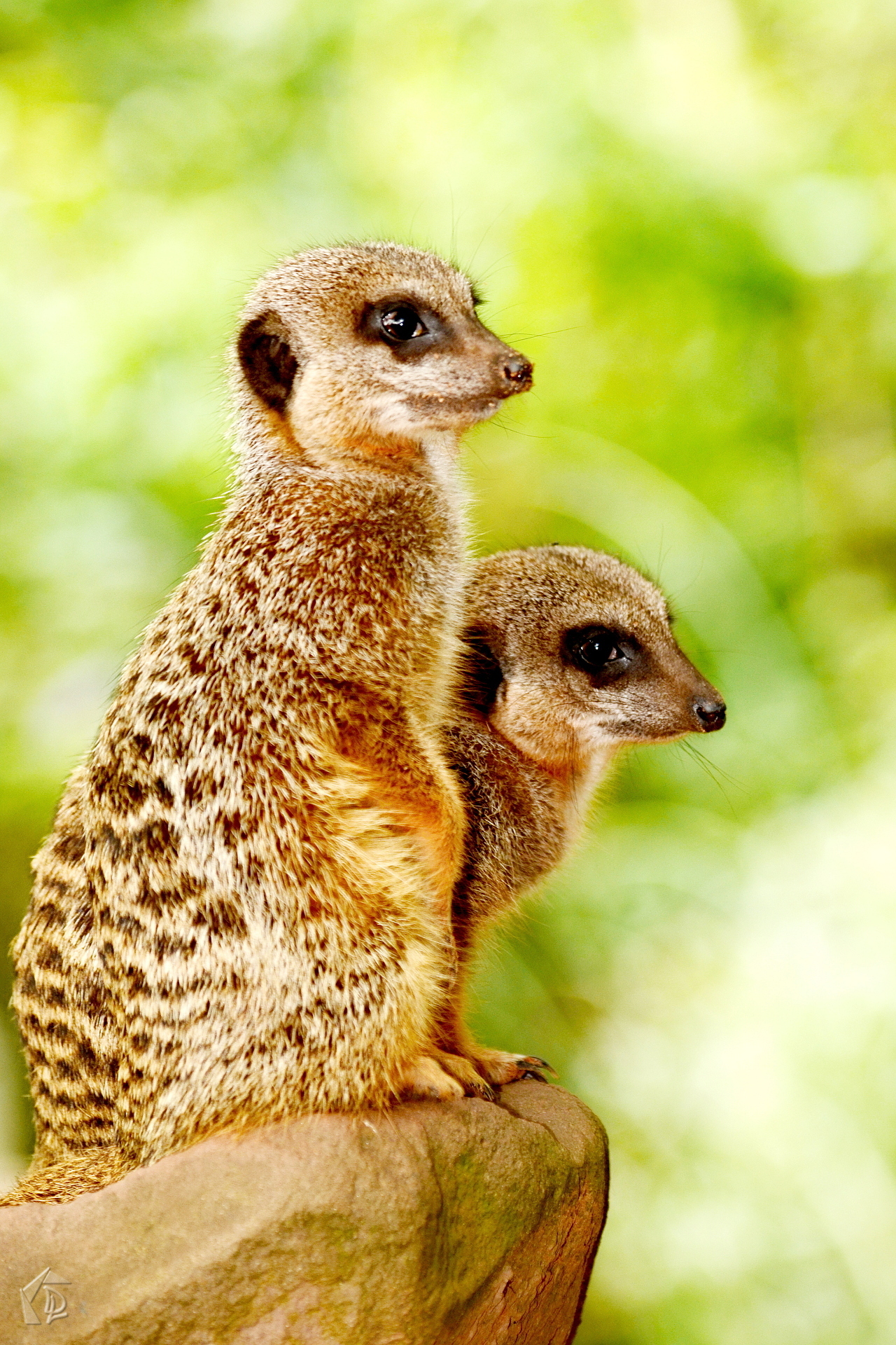Meerkat