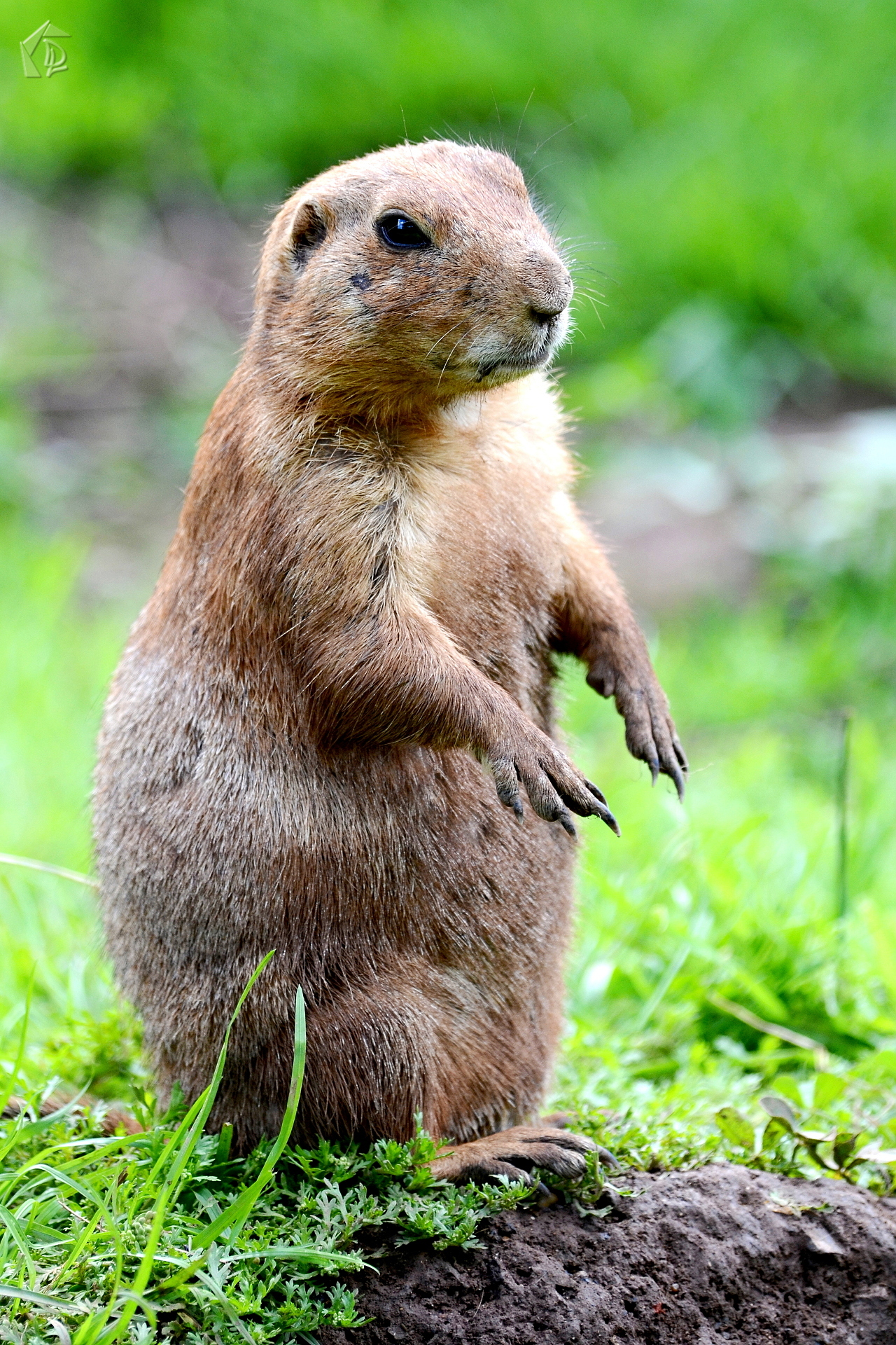 ground squirrel
