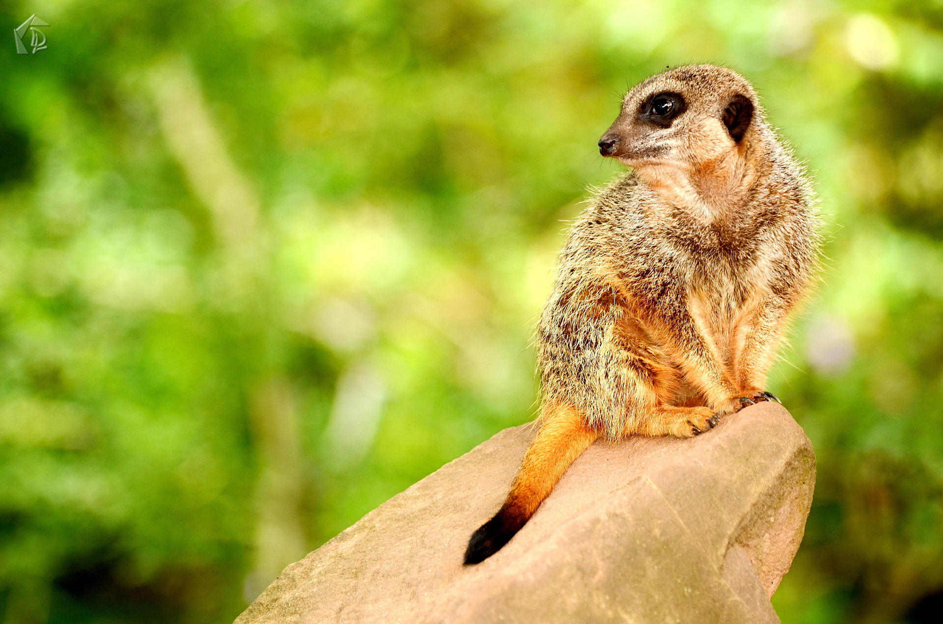 Meerkat