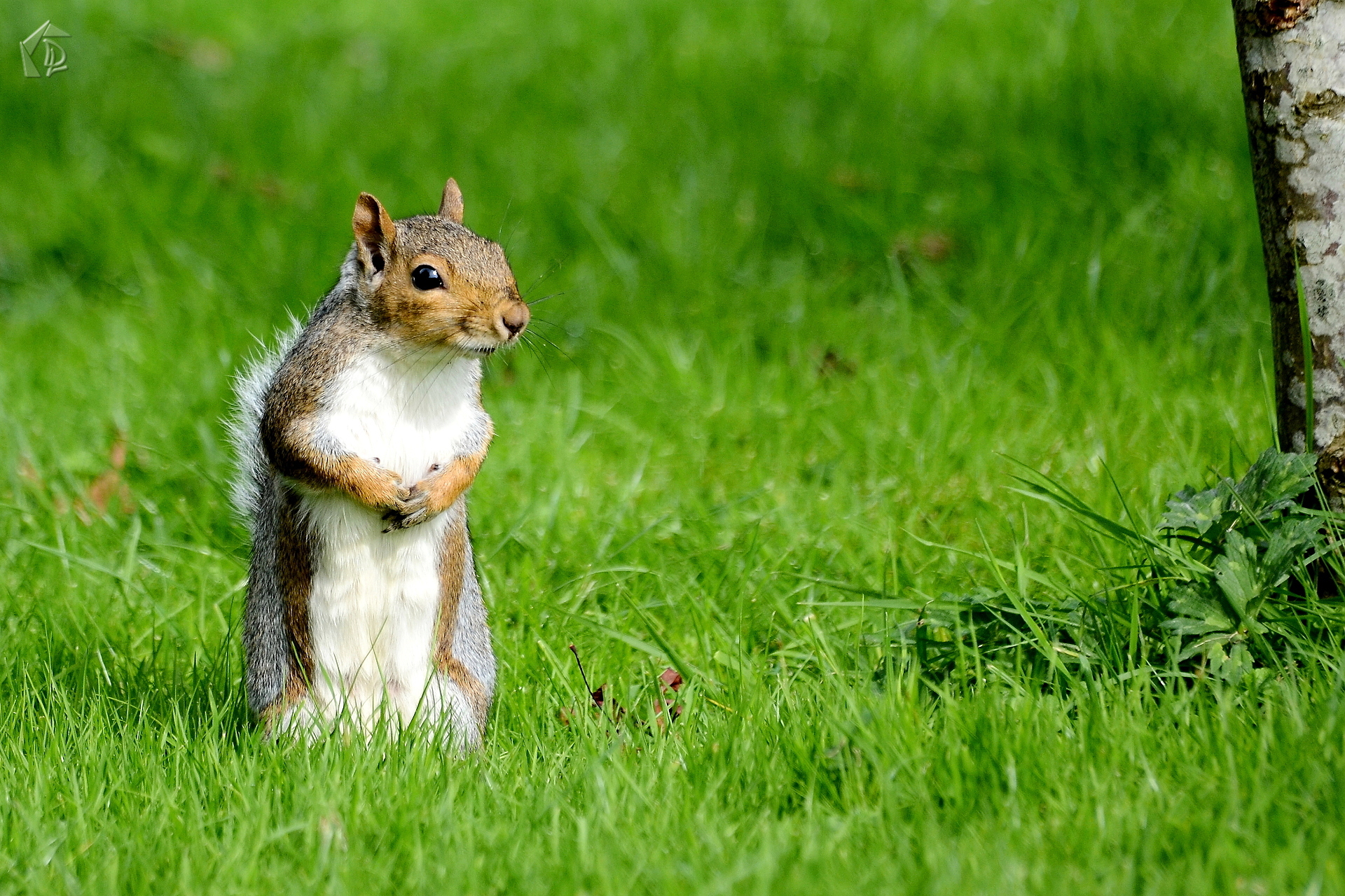 squirrel