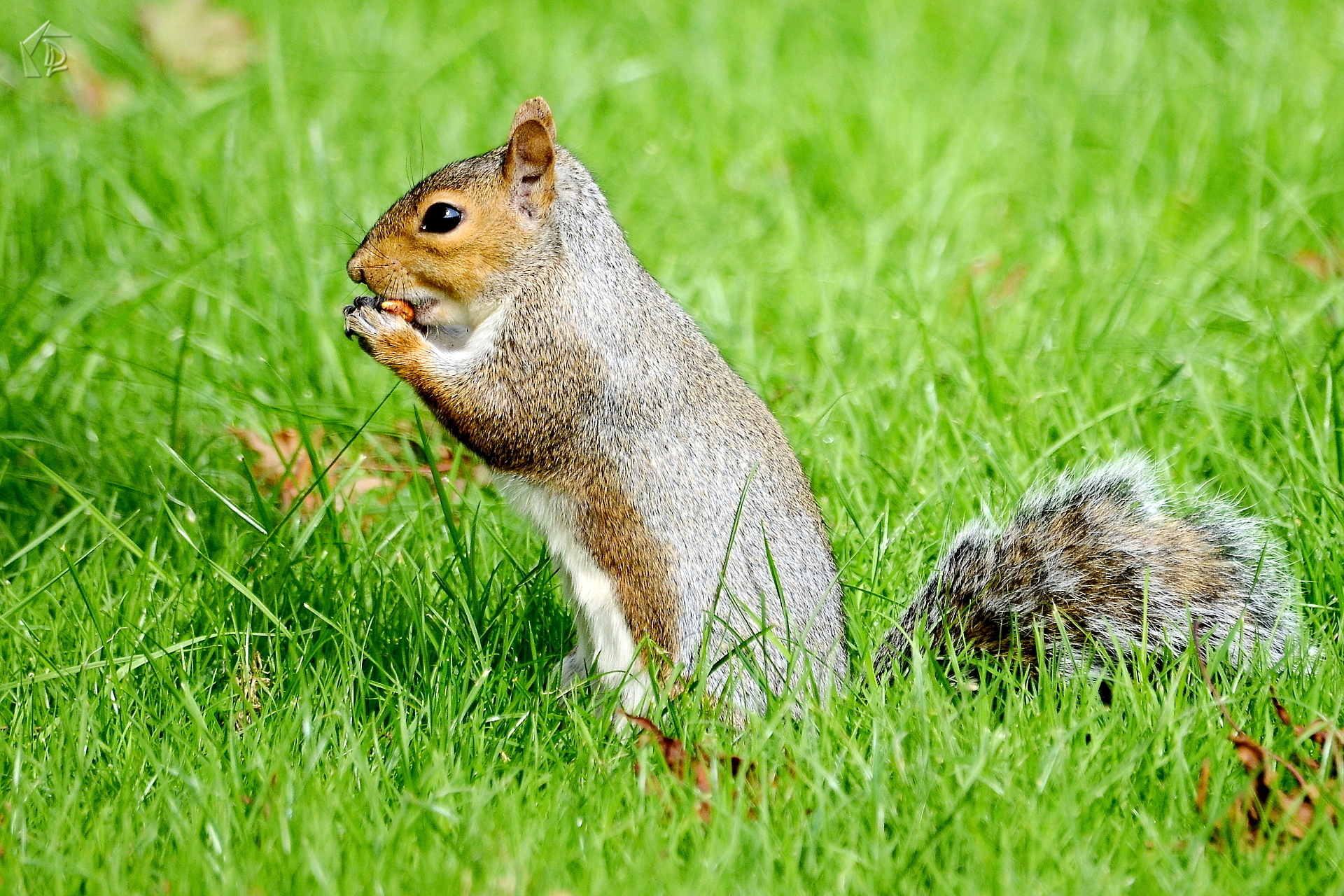 squirrel