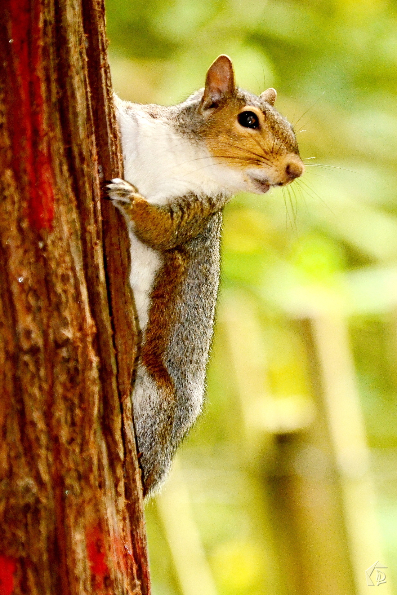 squirrel