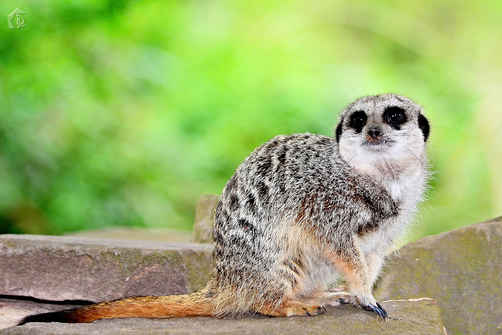 Meerkat
