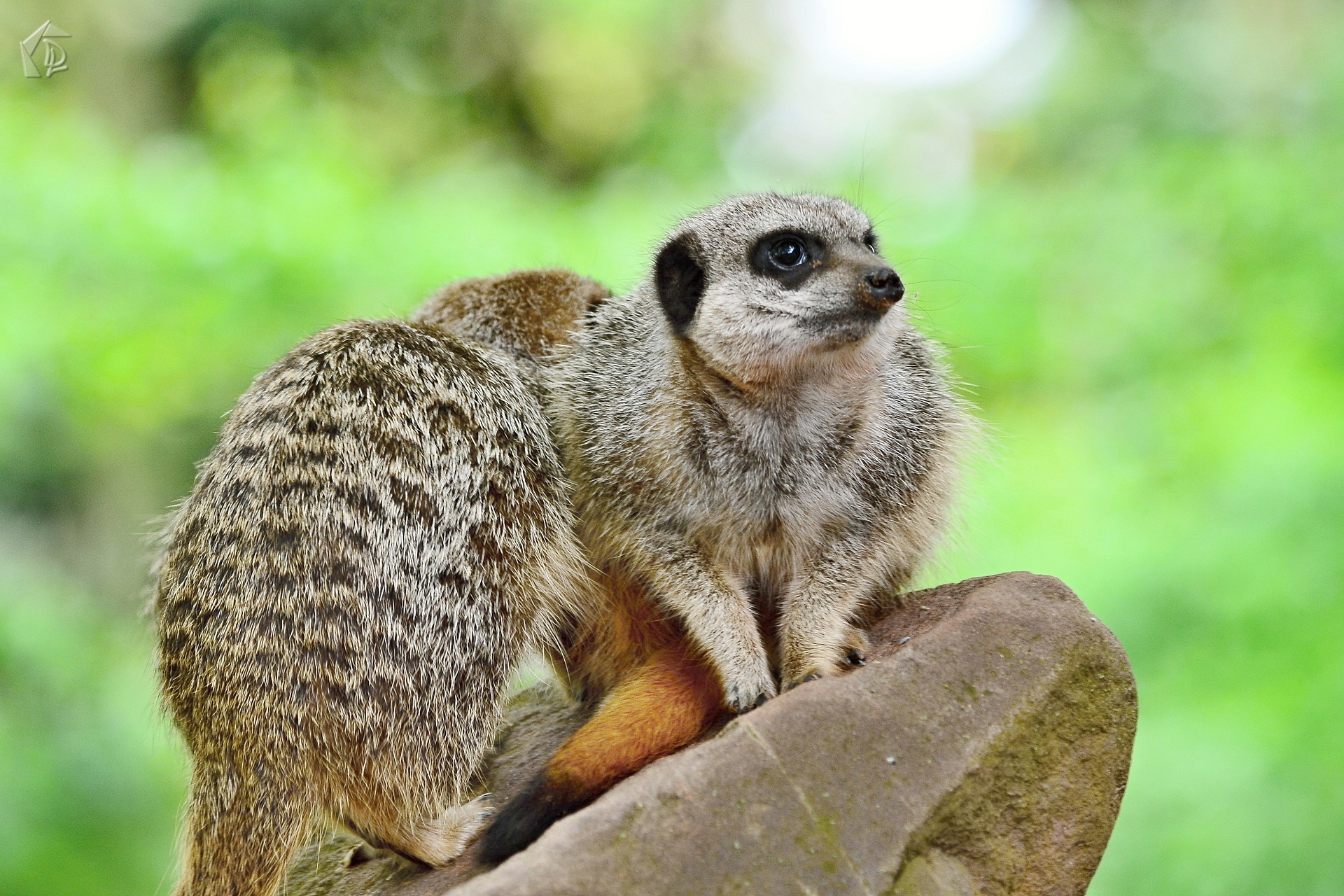 Meerkat