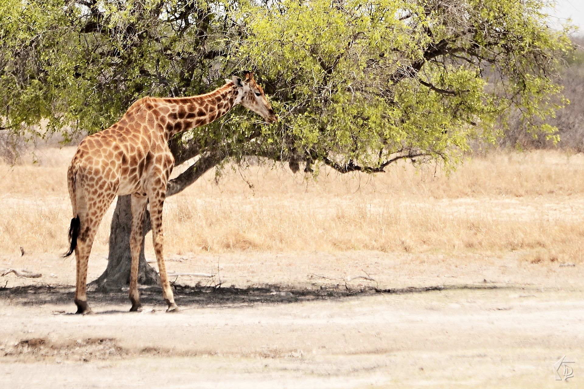 Giraffe