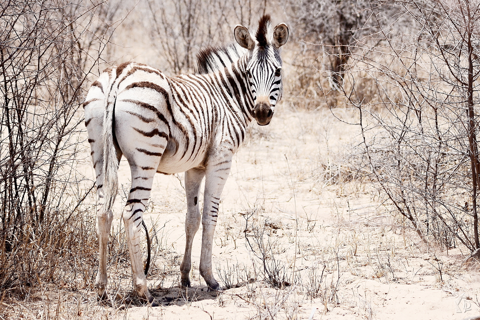 Zebra