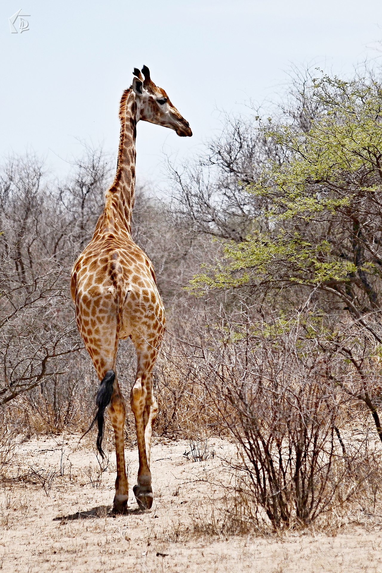 Giraffe
