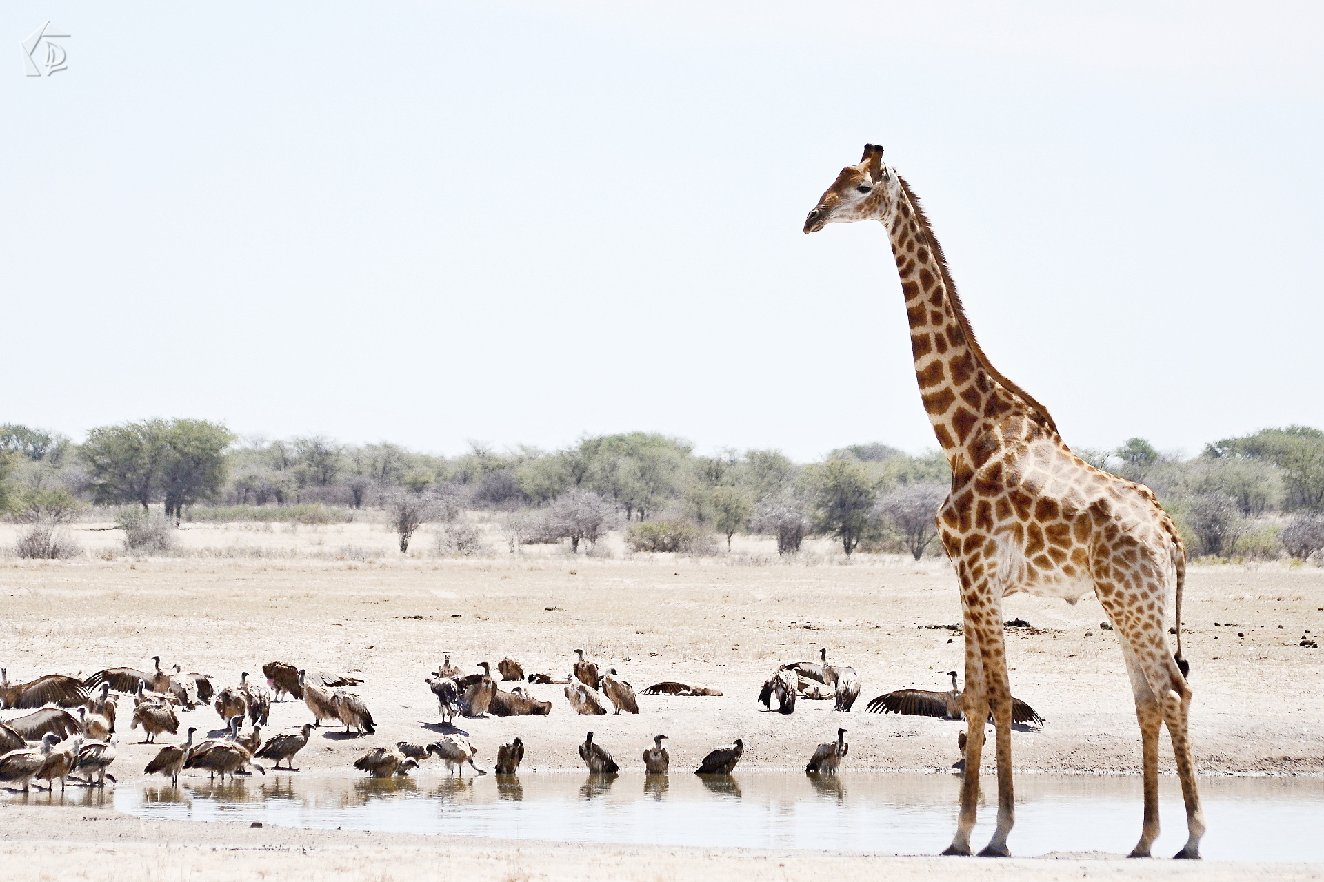 Giraffe