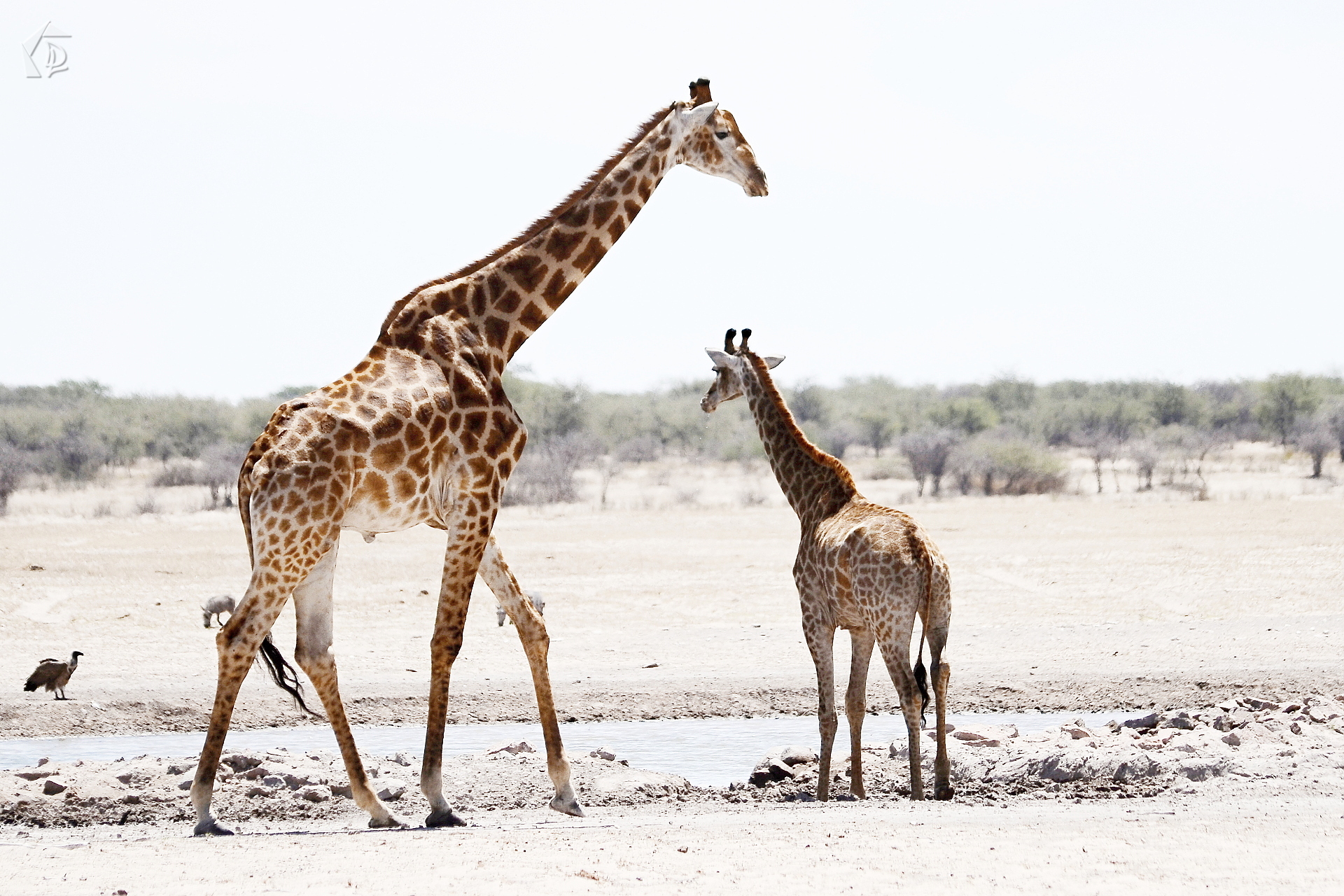 Giraffe