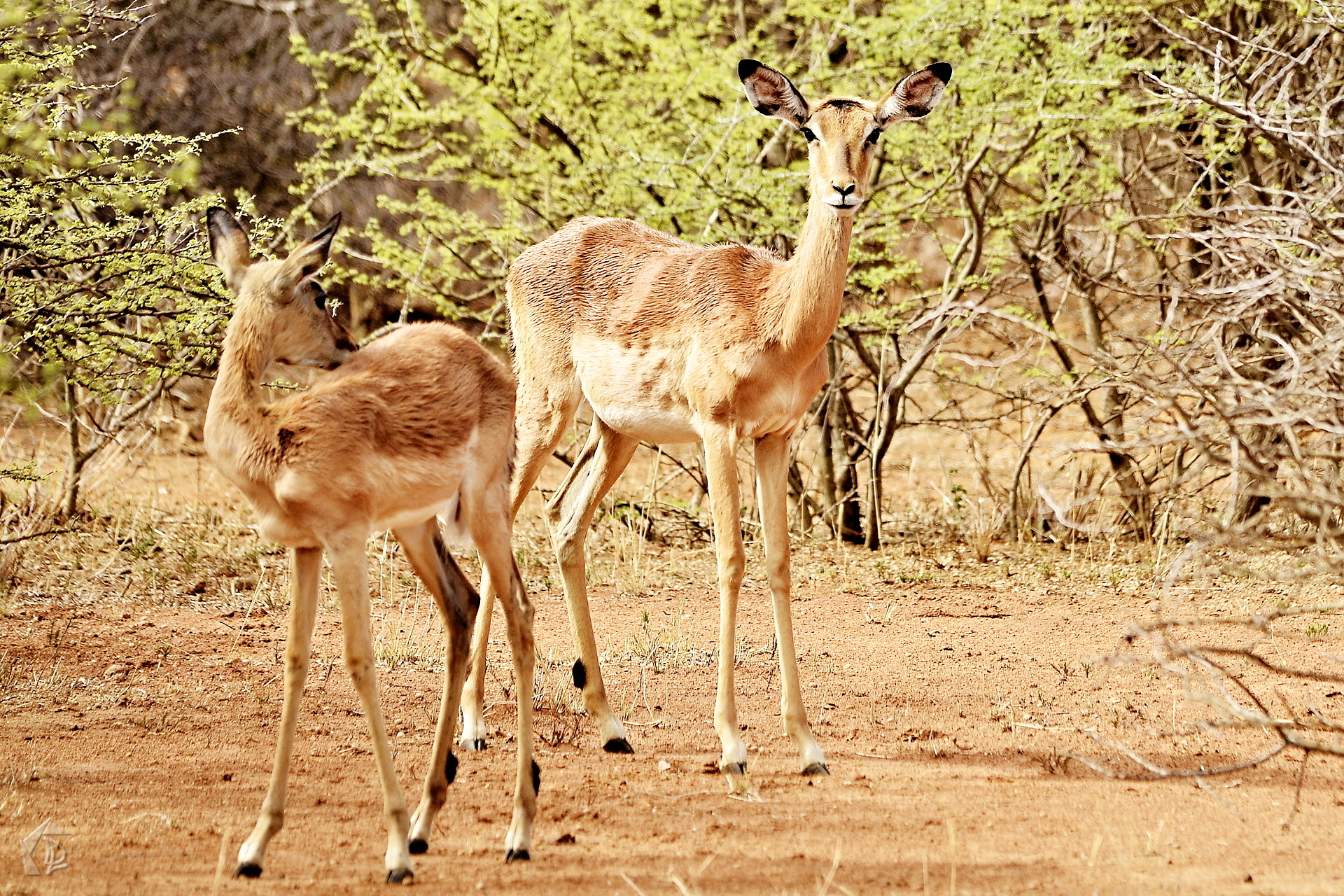 Deer