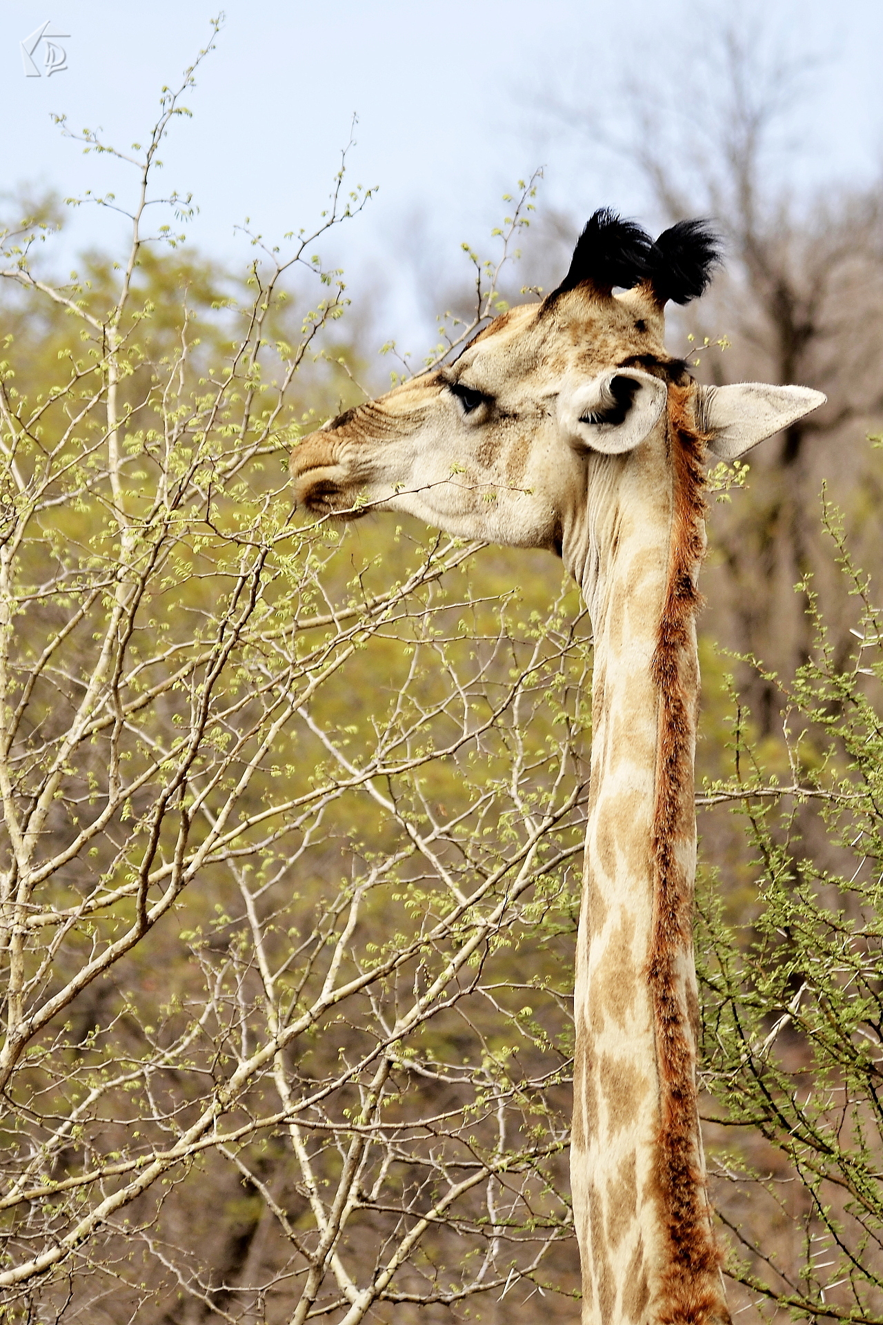 Giraffe