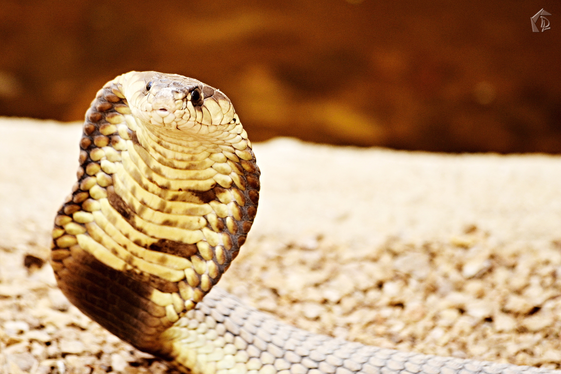Cobra