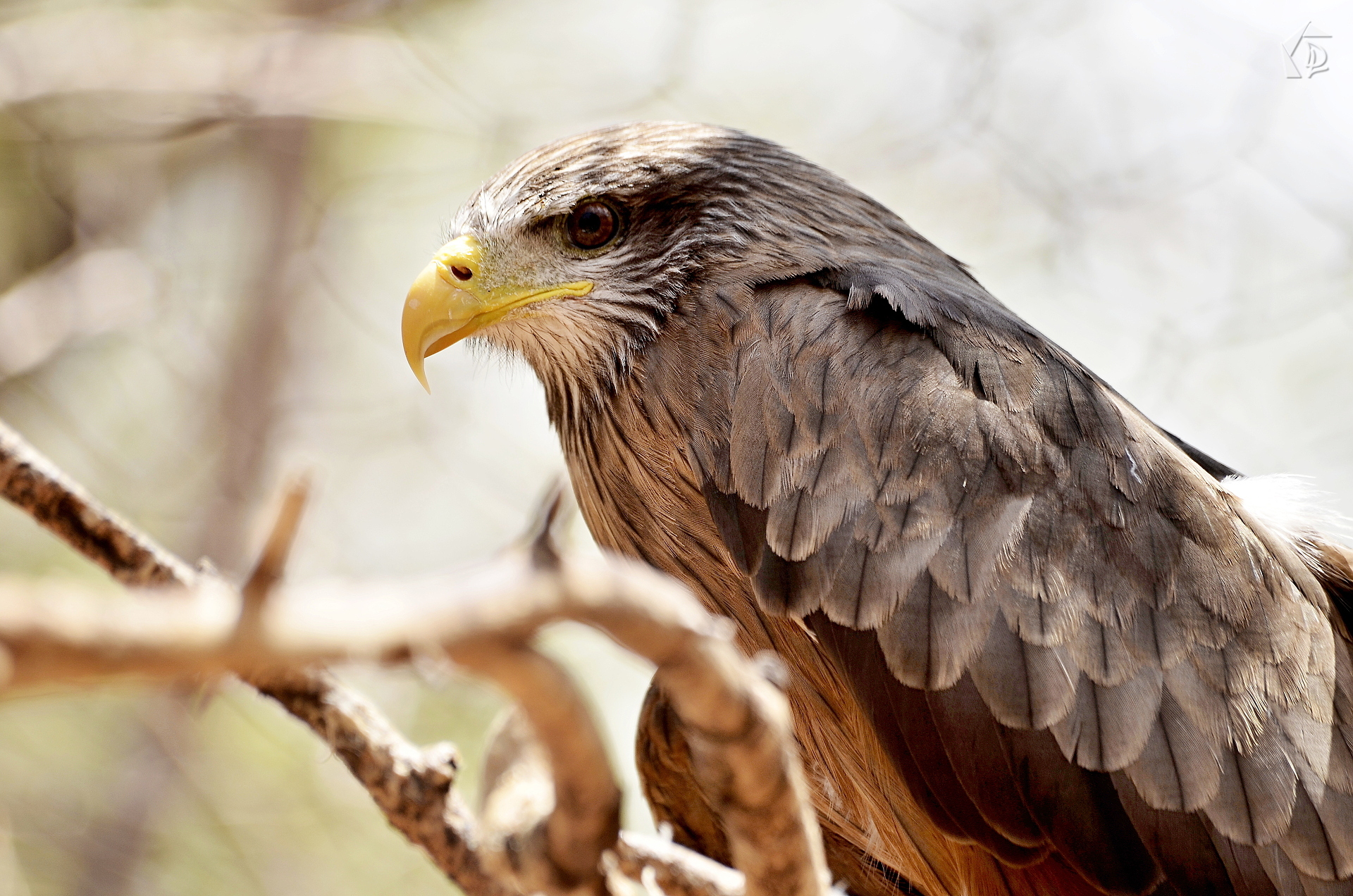 Eagle