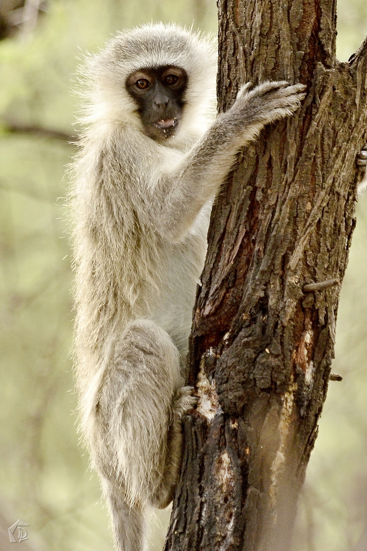 Monkey