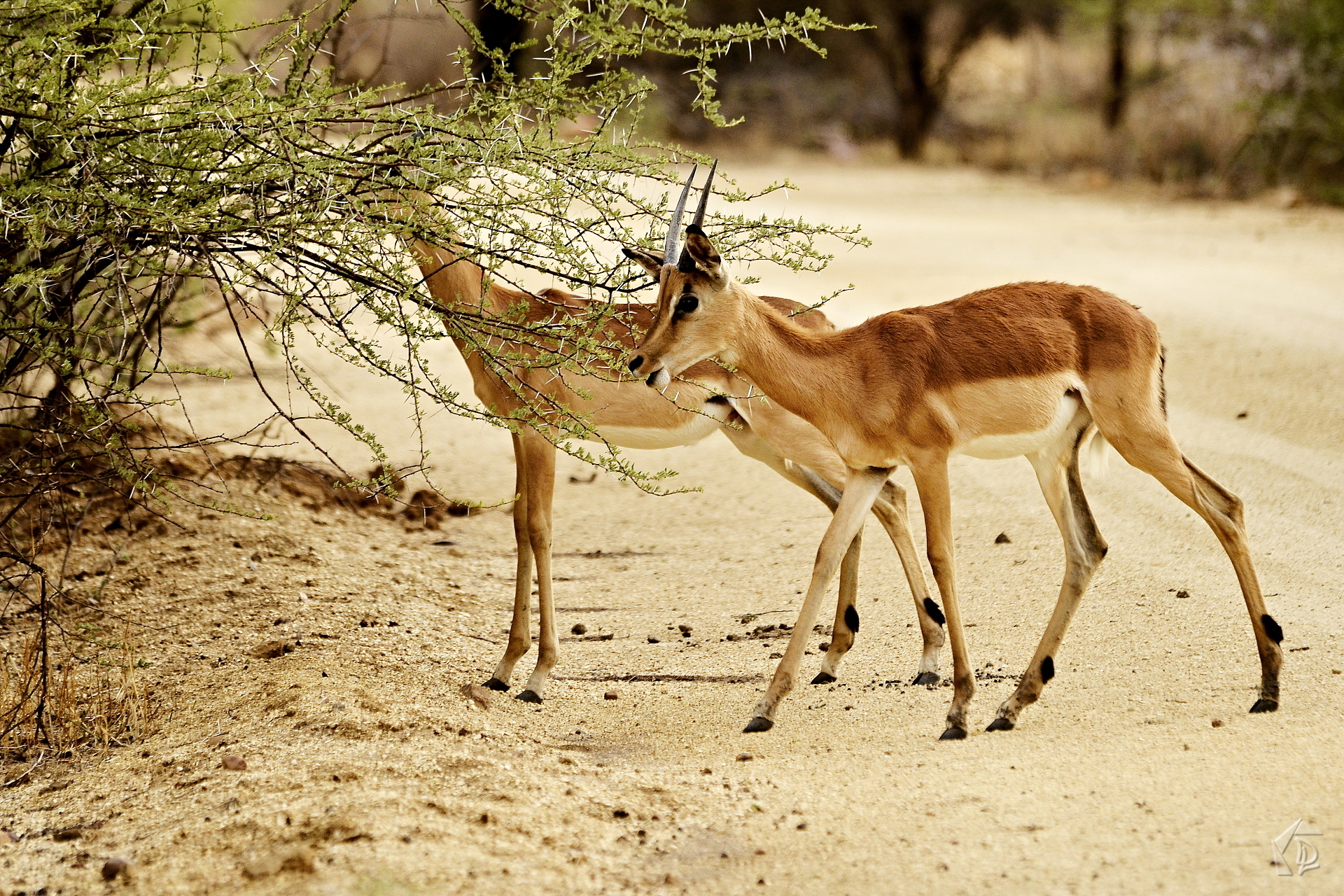 Deer