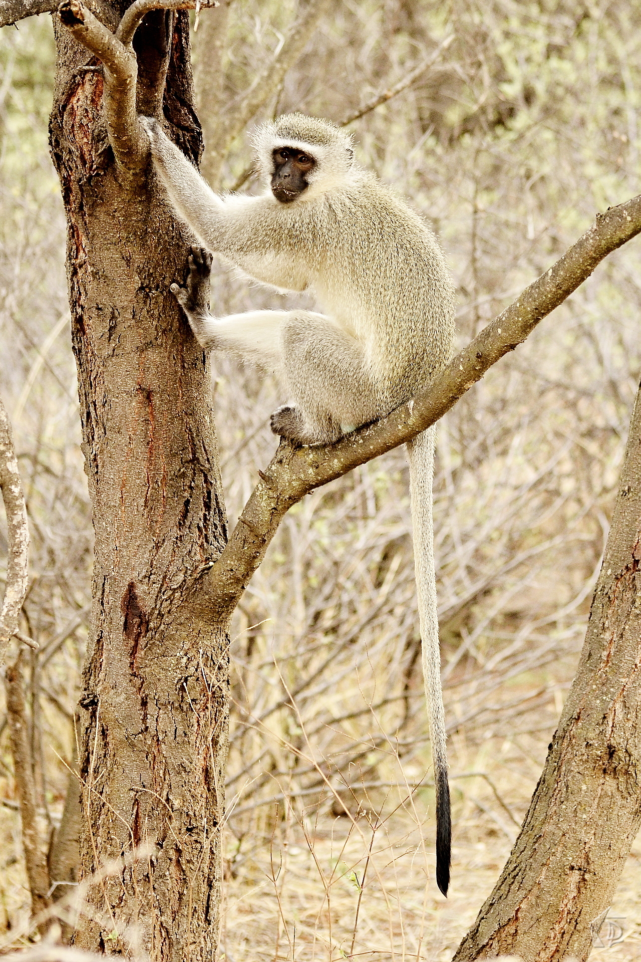 Monkey