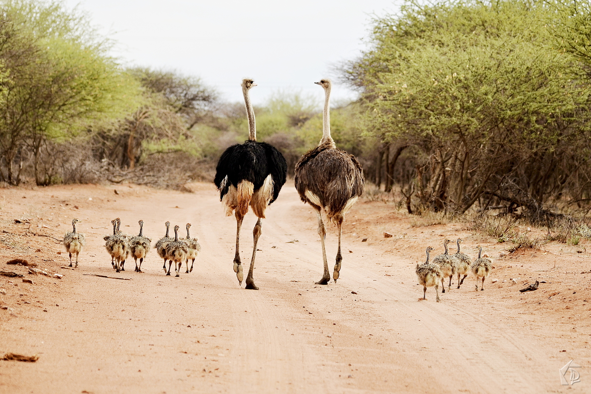 Ostrich