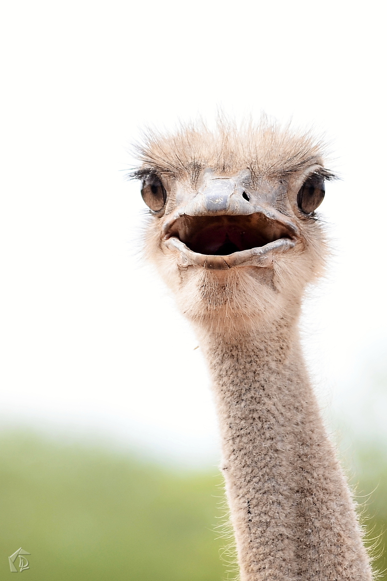 Ostrich