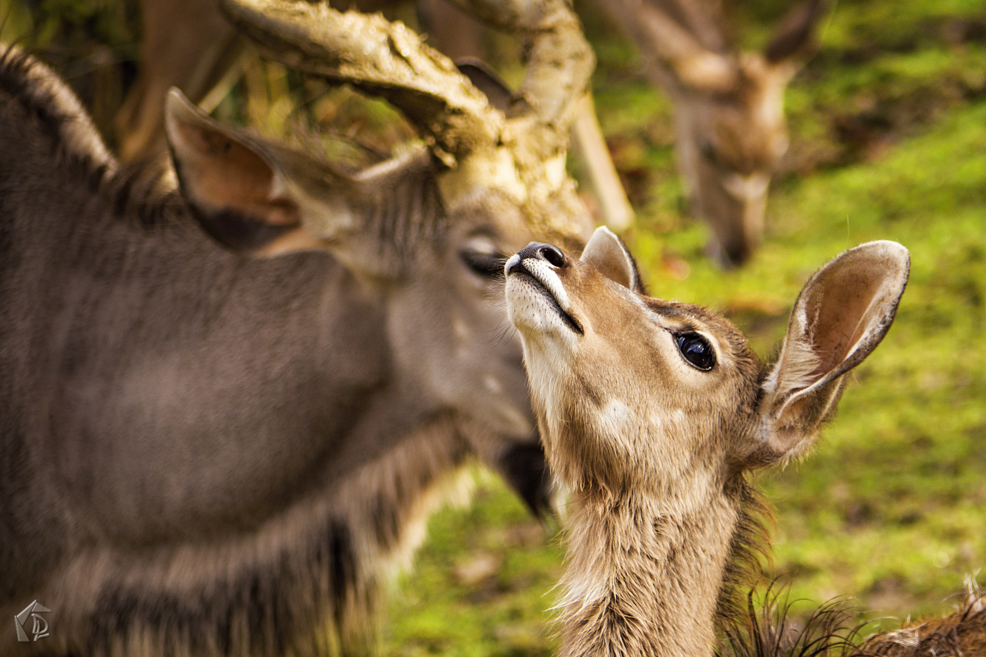 Greater Kudu