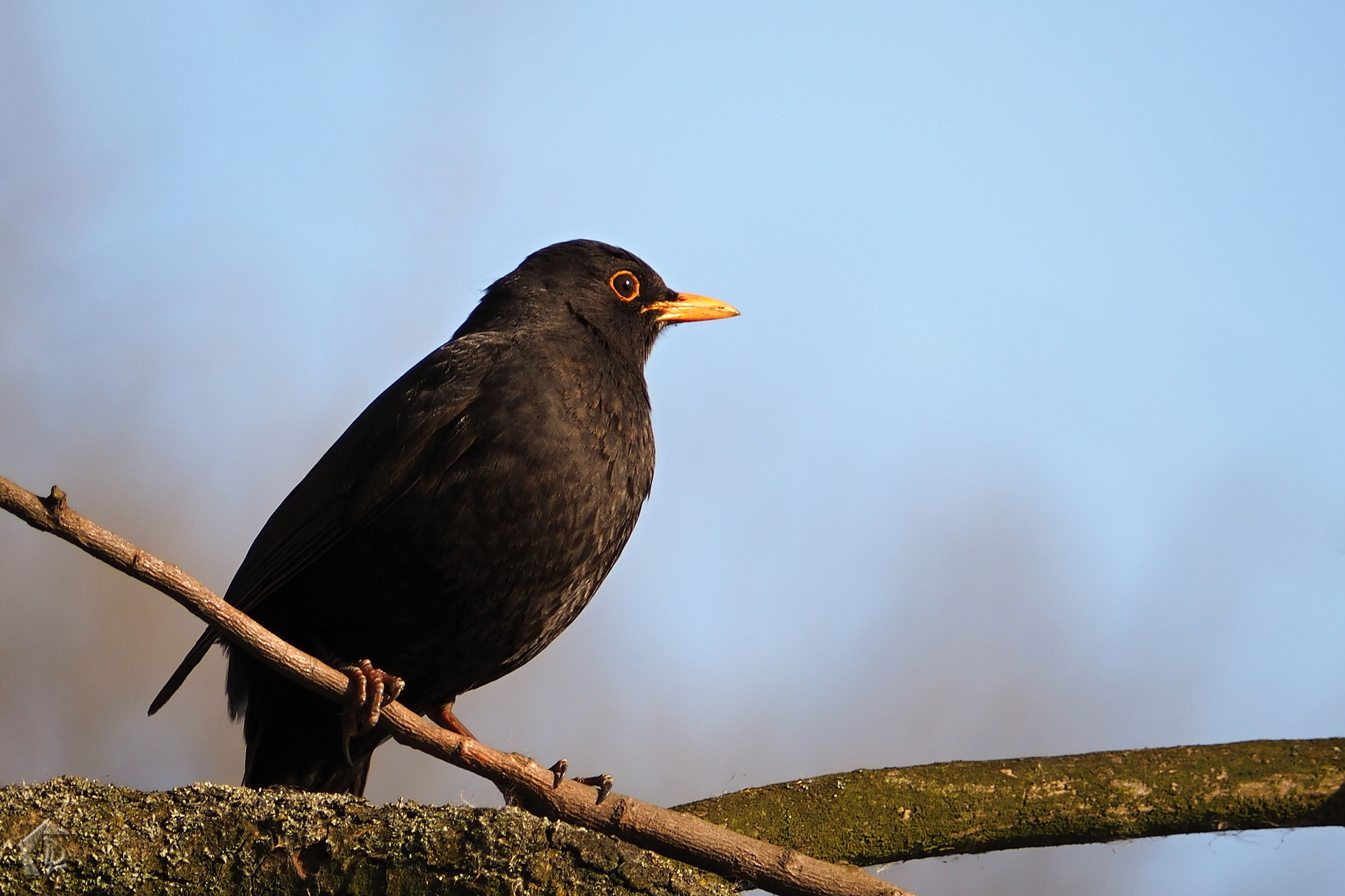 Black bird