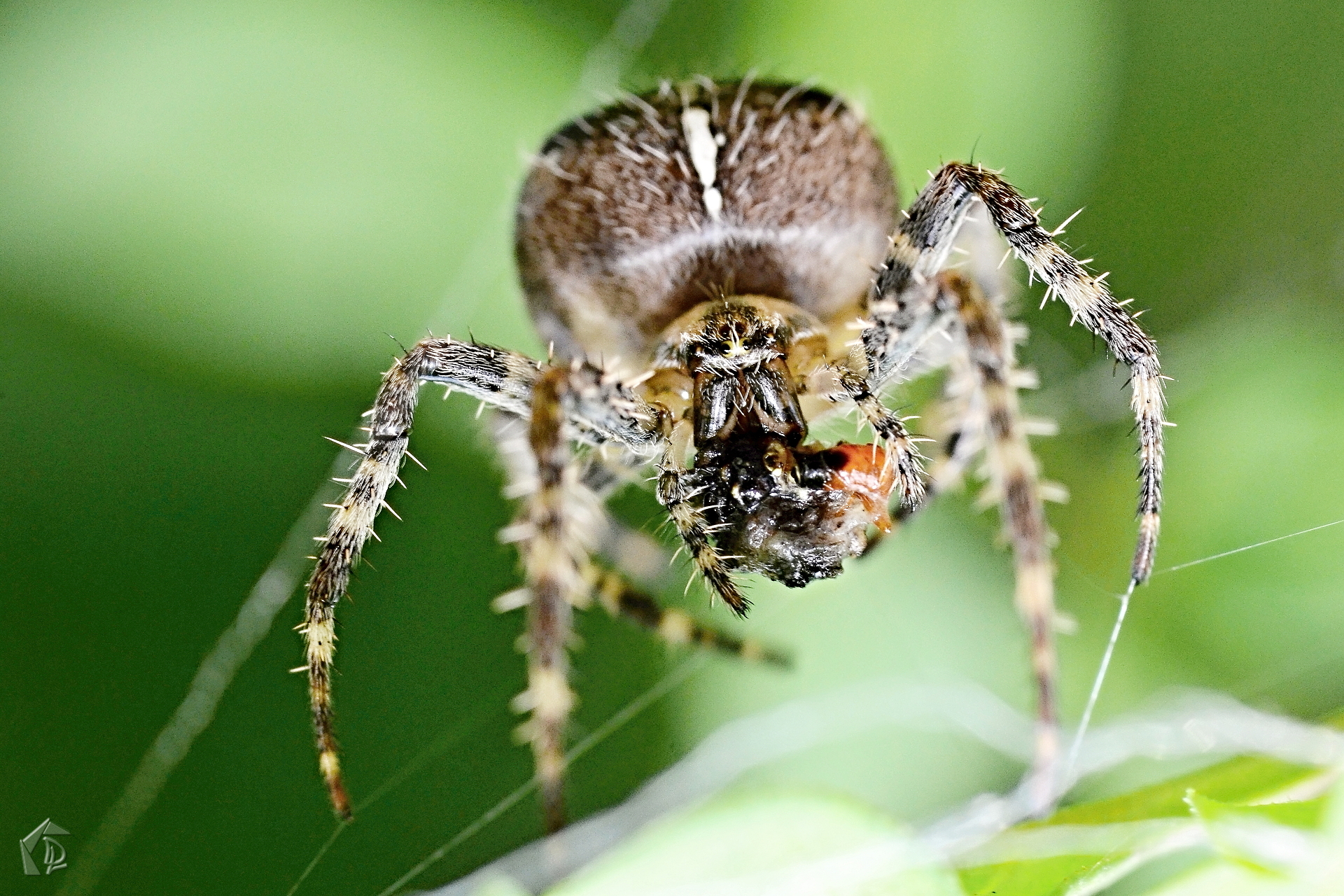 Macro photography